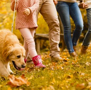 Mackle Pet Foods Corporate Website